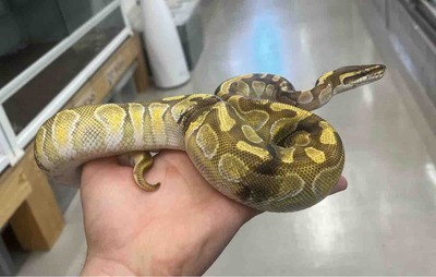 FullSizeRender