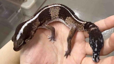 FullSizeRender