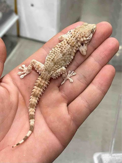 FullSizeRender