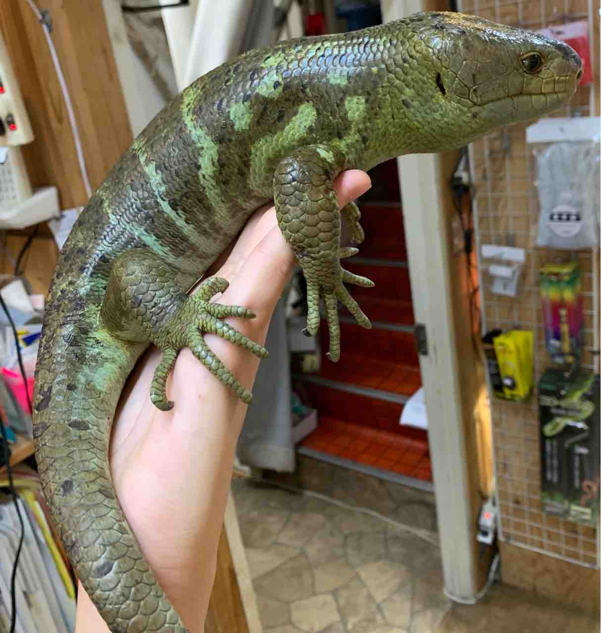 オマキトカゲ入荷 その他ヤモリ 爬虫類倶楽部 オマキトカゲ入荷 その他ヤモリ 爬虫類倶楽部