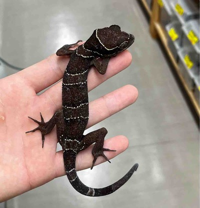 FullSizeRender