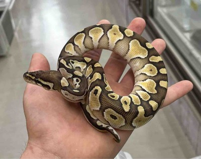 FullSizeRender