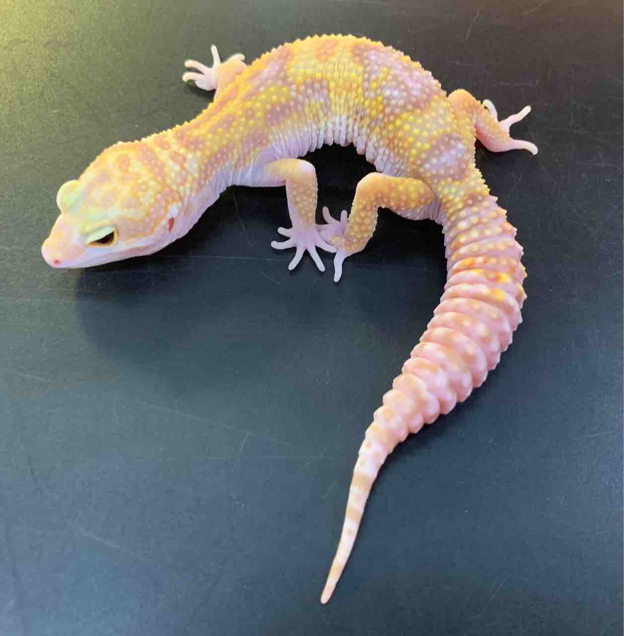 爬虫類ケージ　レオパ　ニシアフ 新入荷:スティーブ便レオパ/ニシアフ ヒョウモントカゲモドキ