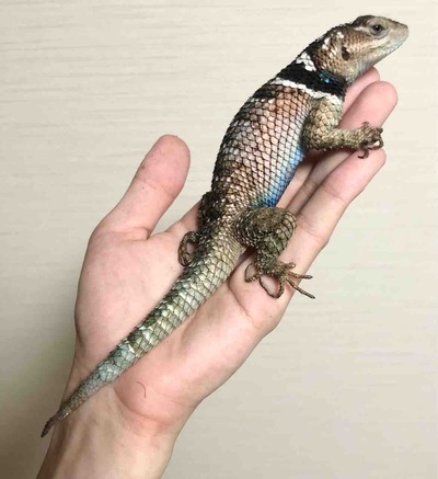 FullSizeRender