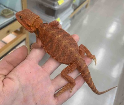 FullSizeRender