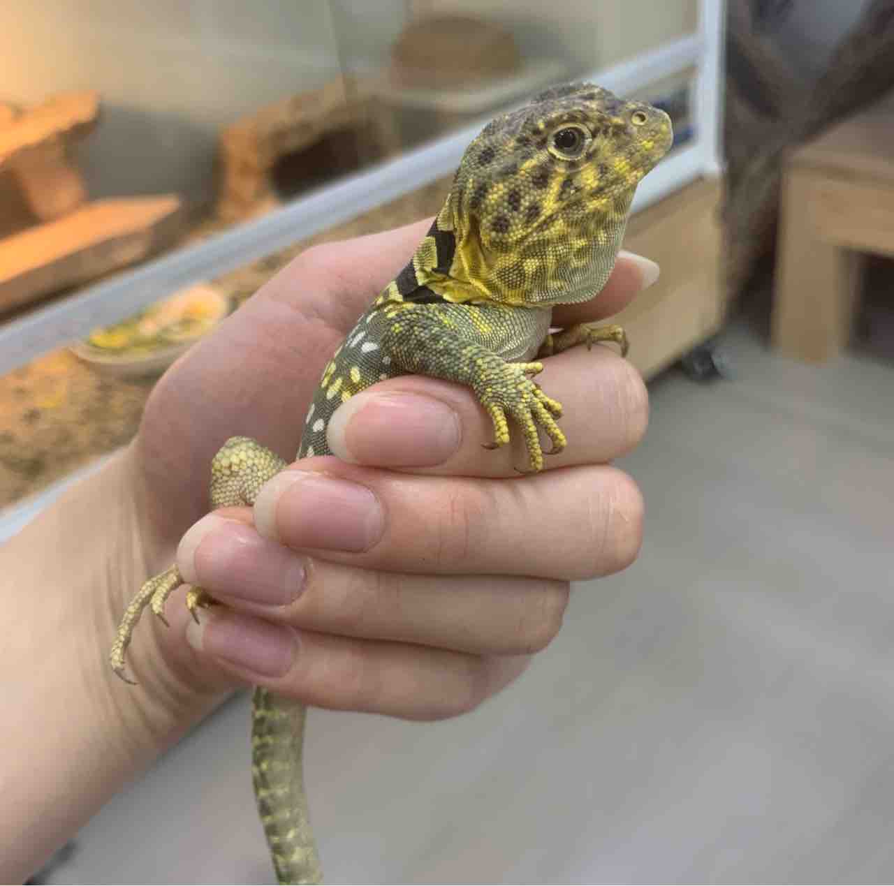 ２fクビワトカゲ来てます 爬虫類倶楽部