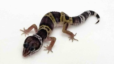 FullSizeRender