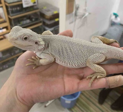 FullSizeRender
