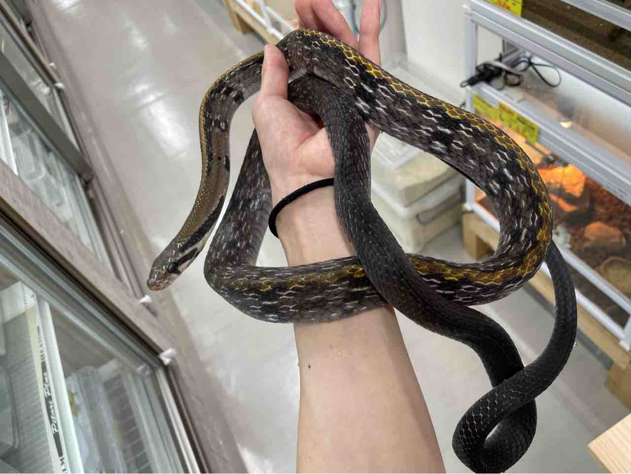 2階新入荷 ヘビ大量、トカゲ、カメ : 爬虫類倶楽部