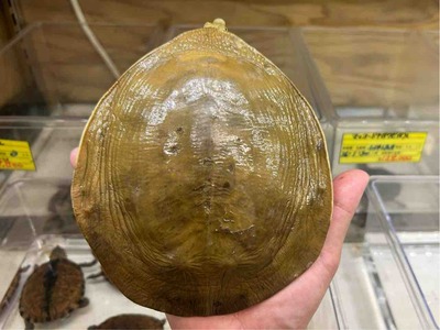 FullSizeRender