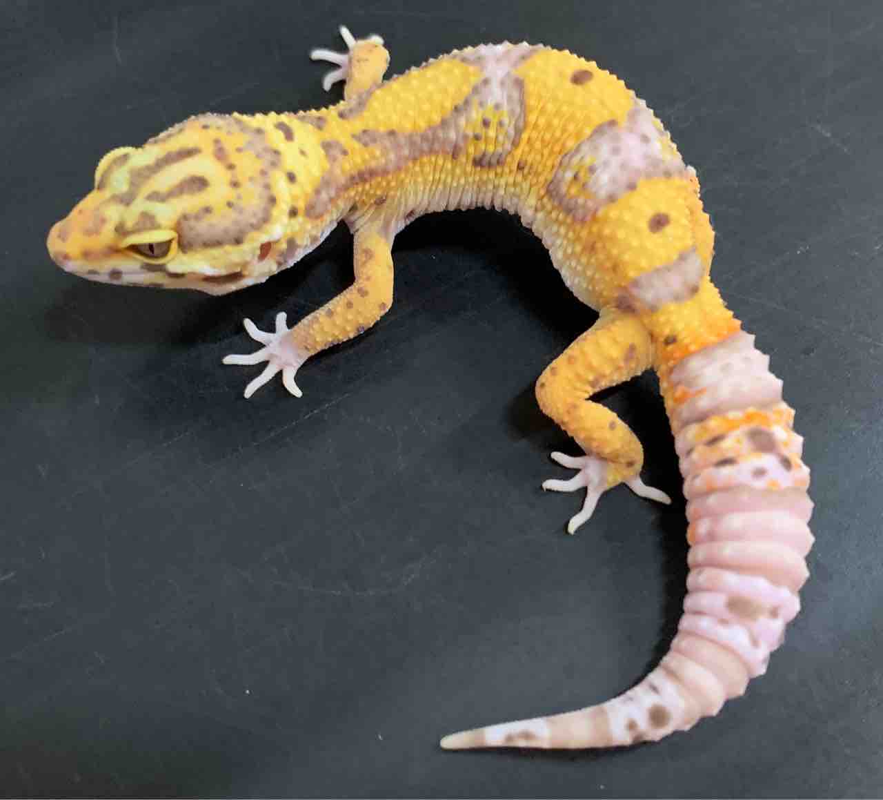 スティーブ便含むレオパ入荷 爬虫類倶楽部