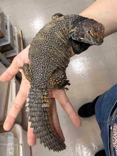 FullSizeRender