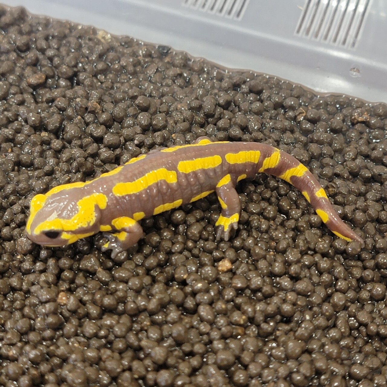 売却済）スポットサラマンダー（キボシサンショウウオ）