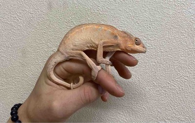 FullSizeRender