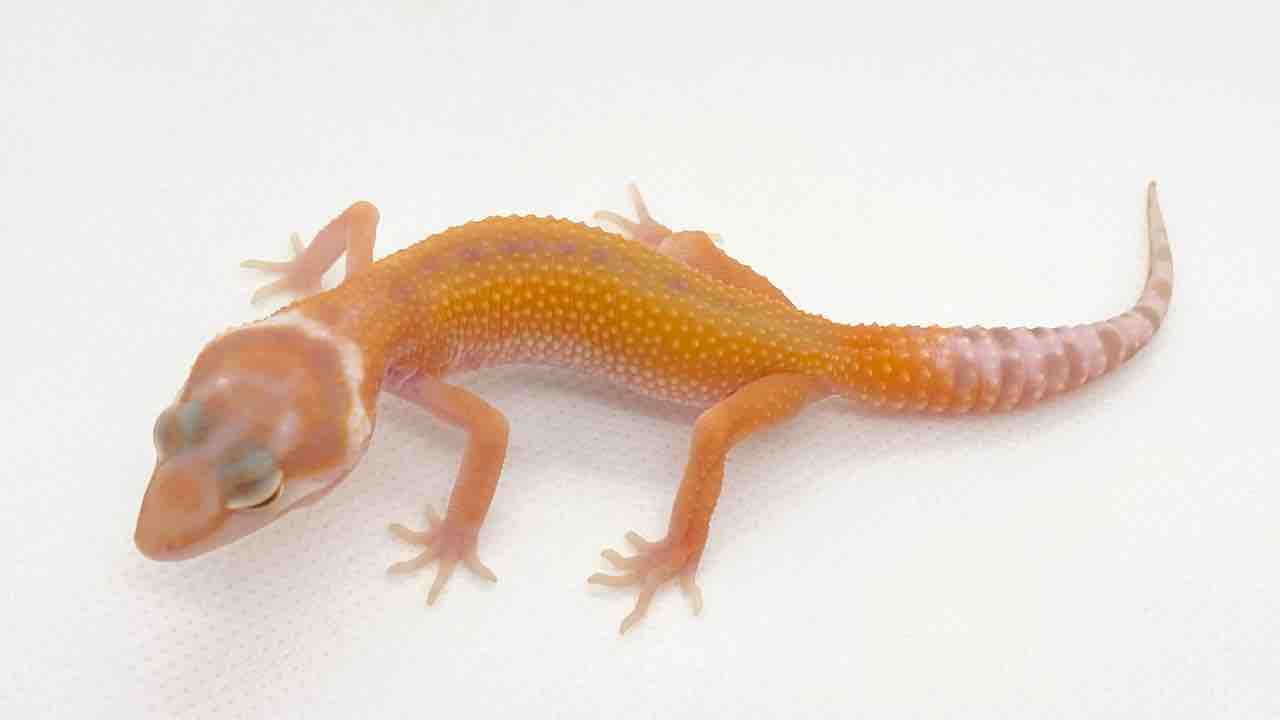 レオパ新着 】タンジェリン系+α ベビーたくさん来てます