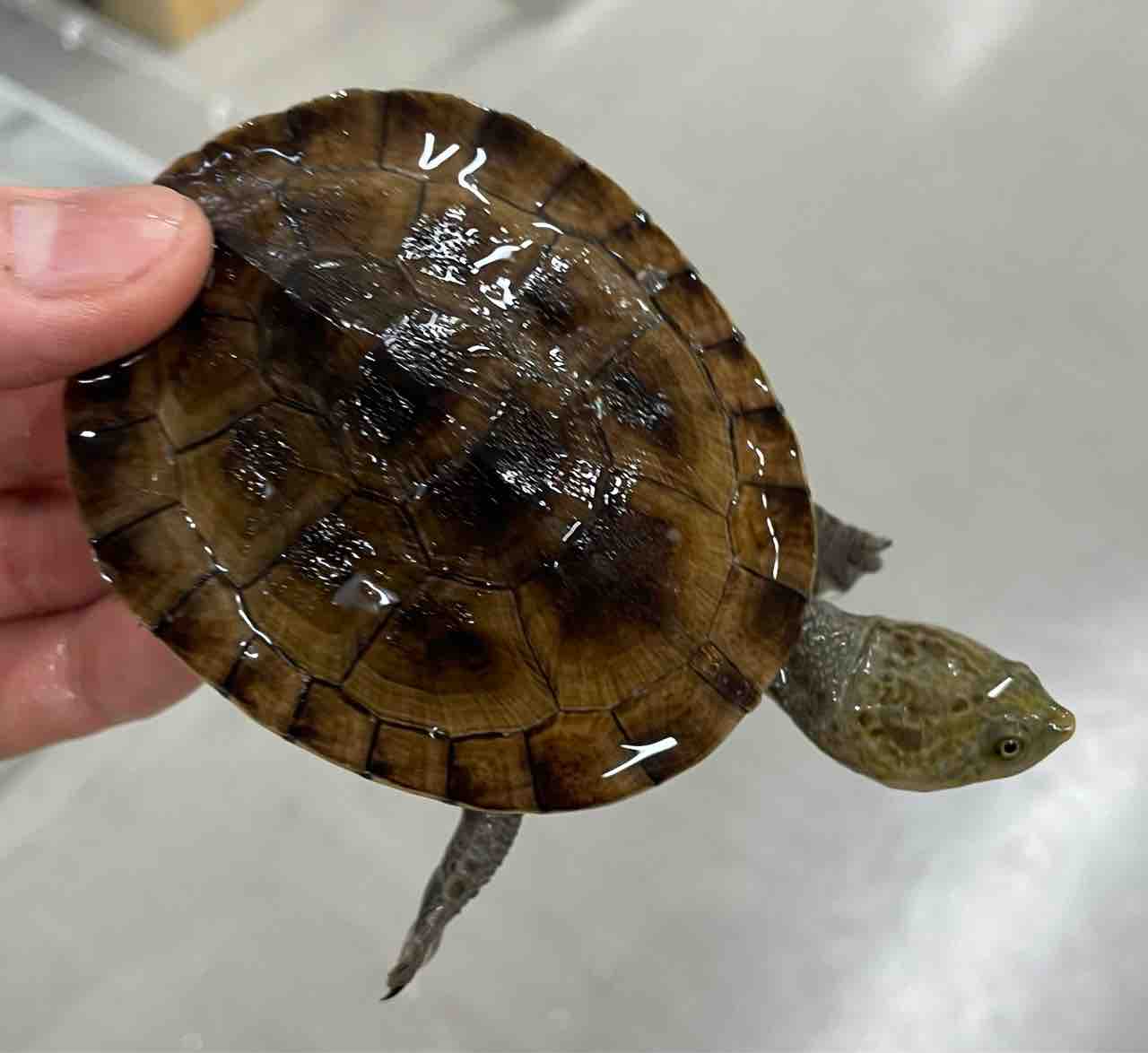 ミズガメ新入荷 プラテミスやアシポチなど 爬虫類倶楽部