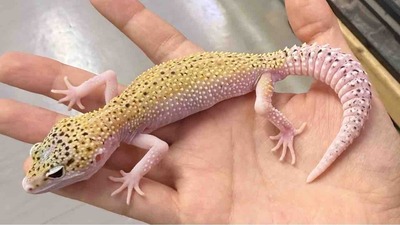 FullSizeRender
