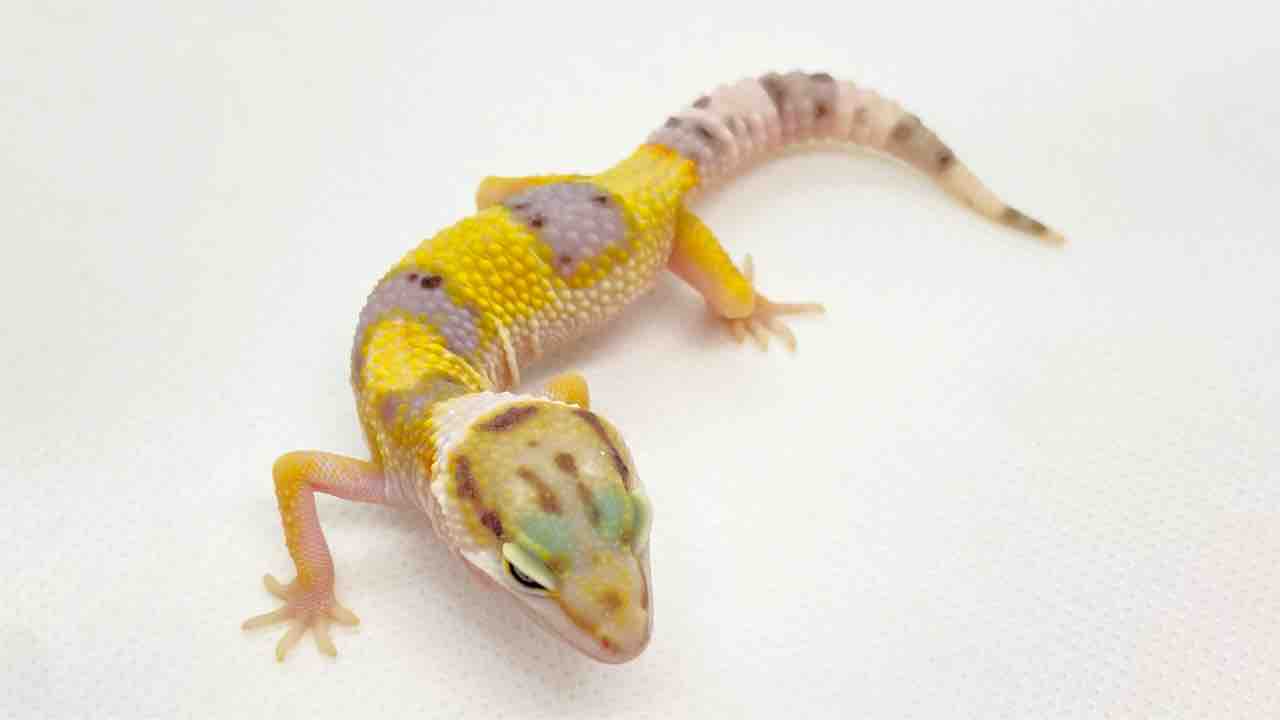 爬虫類ケージ　レオパ　ニシアフ 3F どっさりレオパ&ちょこっとニシアフ : 爬虫類倶楽部