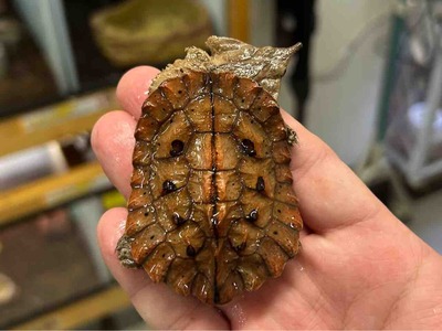 FullSizeRender