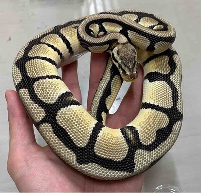 FullSizeRender
