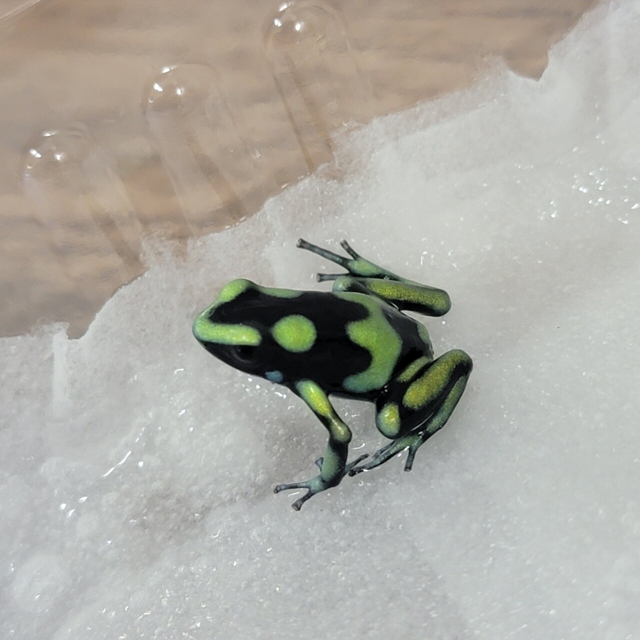 ガマガエルページ Amazon.co.jp: ネイチャーテクニカラーMONO PLUS ヒキガエルと