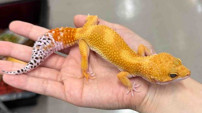 FullSizeRender