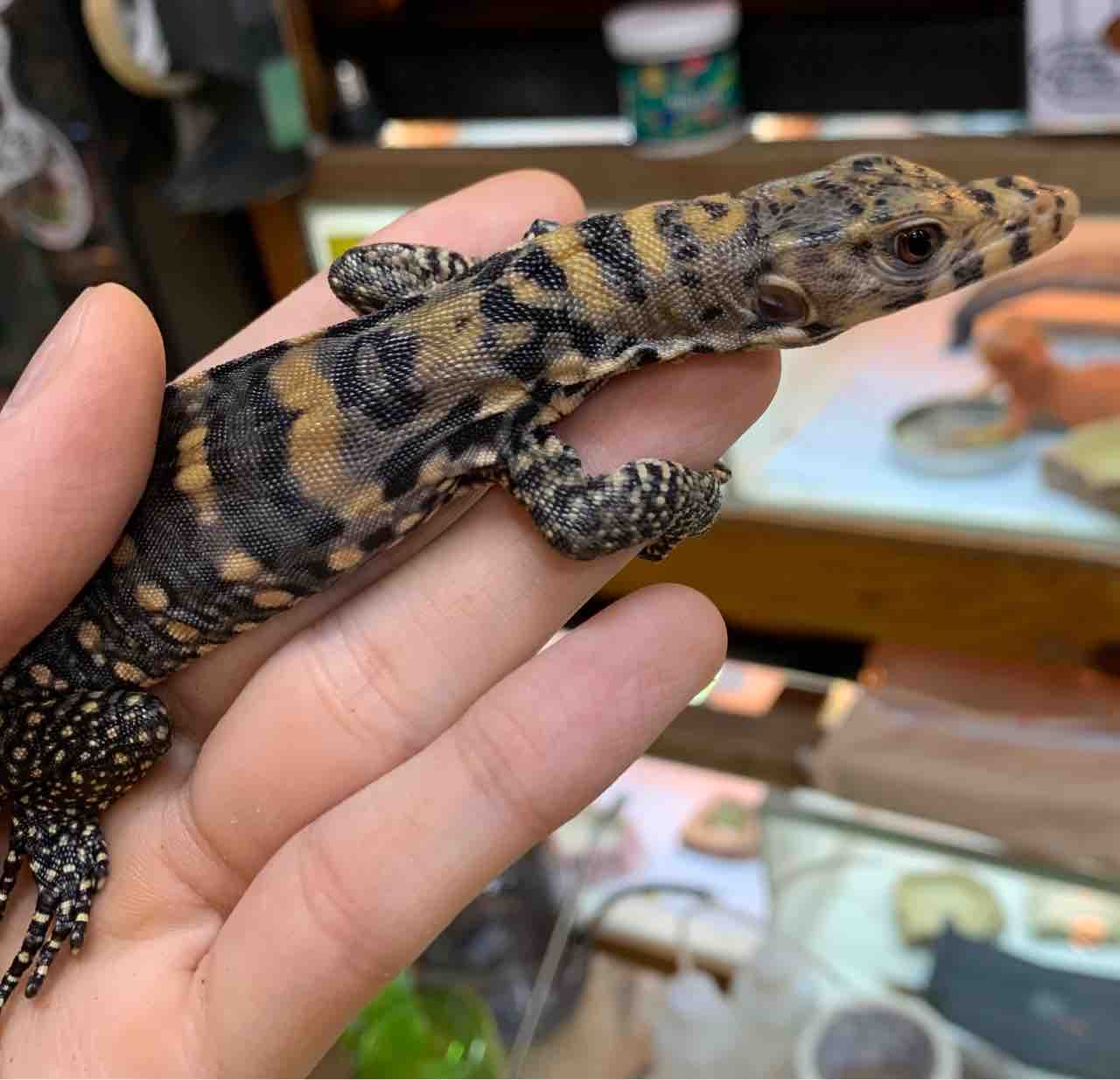 トビヘビ属