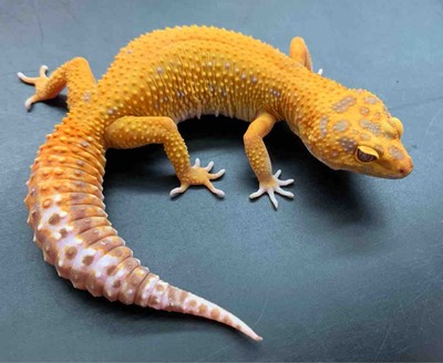 FullSizeRender