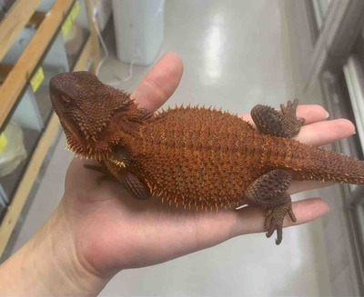 FullSizeRender