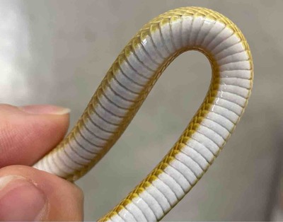 FullSizeRender