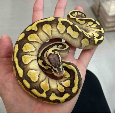 FullSizeRender