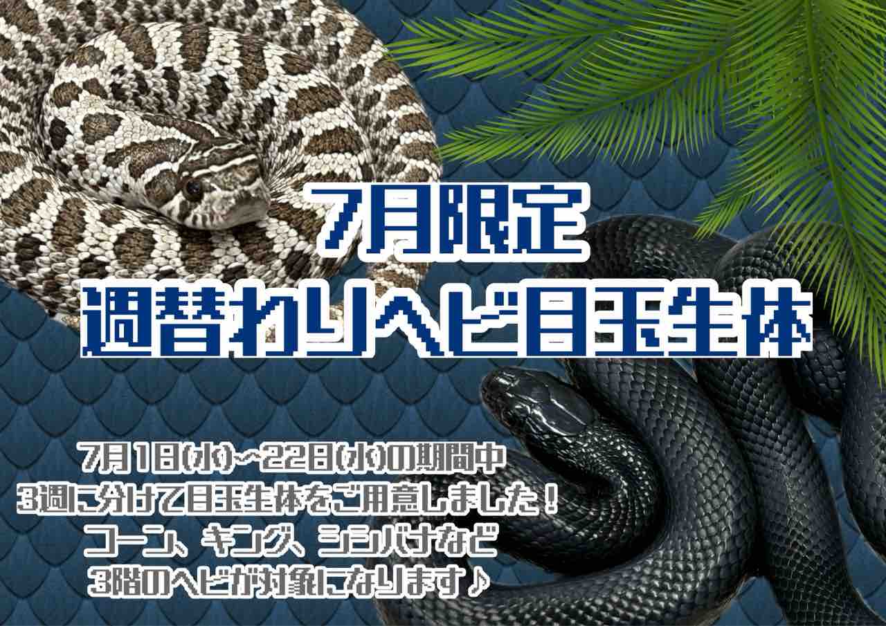ヘビお DAY1 7月限定！週替わりヘビ目玉 : 爬虫類倶楽部