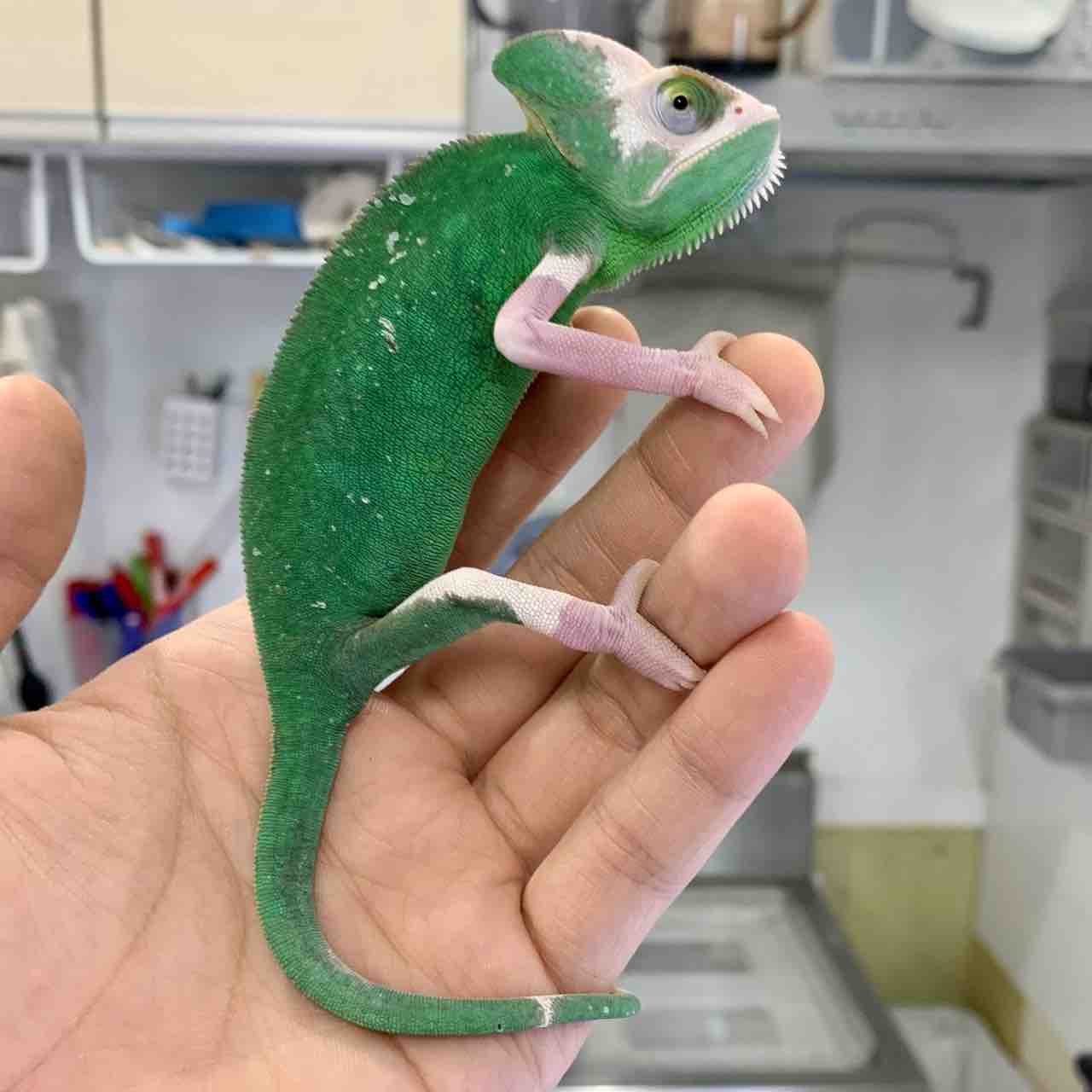 カメレオンショップ様★専用ページ 動物の惑星】エボシカメレオン（グリーン） フィギュア - 昆虫採集