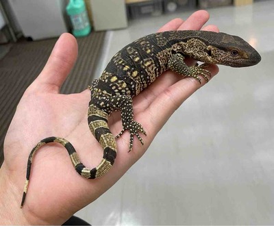 カナヘビ 2、3階ドイツ便など色々入荷~ : 爬虫類倶楽部