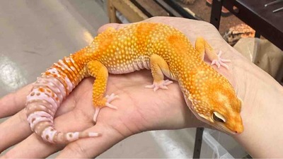 FullSizeRender