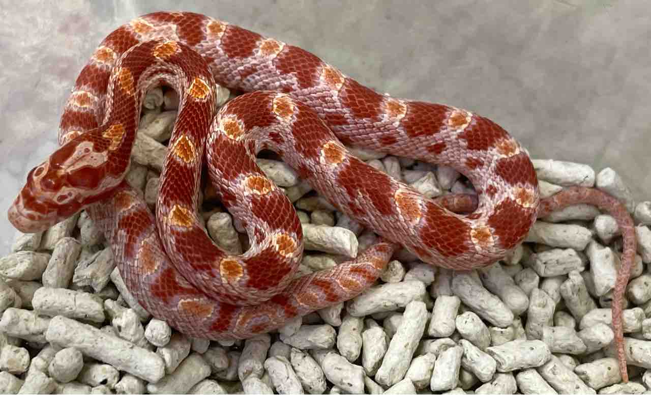 3階新入荷コーンスネーク : 爬虫類倶楽部