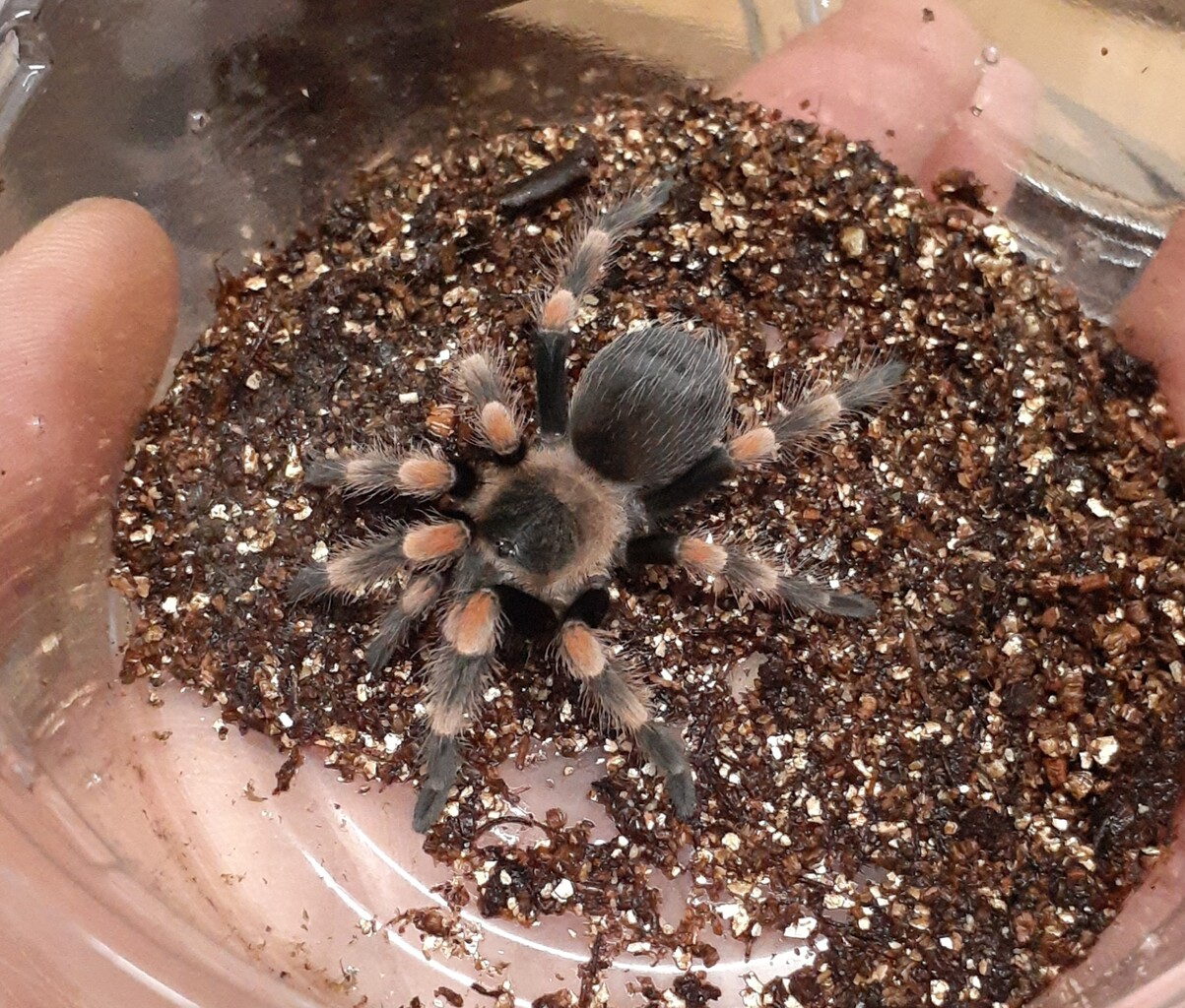 奇蟲新入荷&在庫紹介～珍！赤き潜行者！！～ : 爬虫類倶楽部