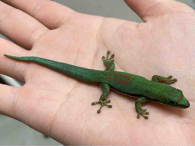 FullSizeRender