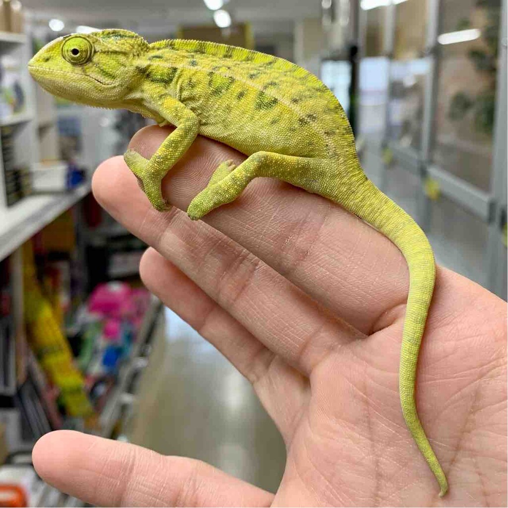 1階カメレオン新入荷&在庫紹介! ちむるちむ : 爬虫類倶楽部 1階カメレオン新入荷&在庫紹介! ちむるちむ : 爬虫類倶楽部
