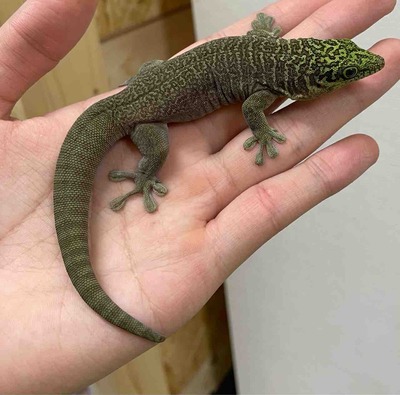 FullSizeRender