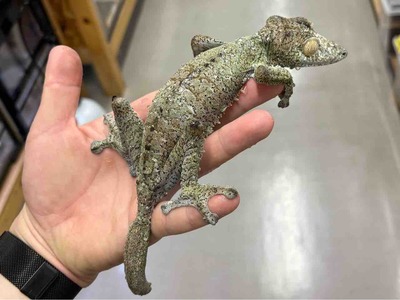FullSizeRender