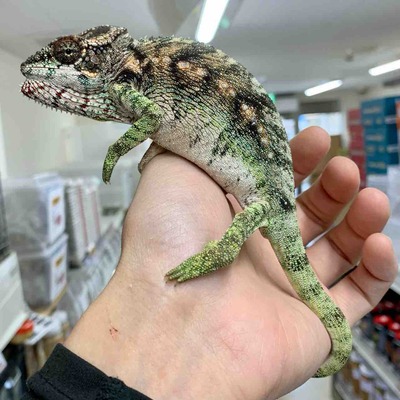 FullSizeRender
