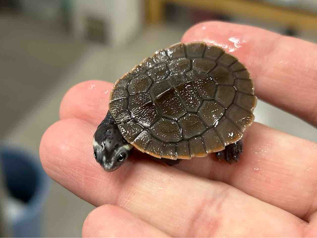 カメが1番！ : 爬虫類倶楽部