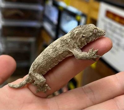 FullSizeRender