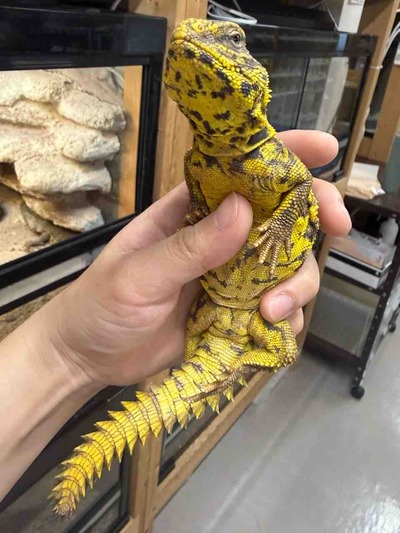 FullSizeRender