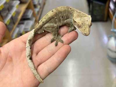 FullSizeRender