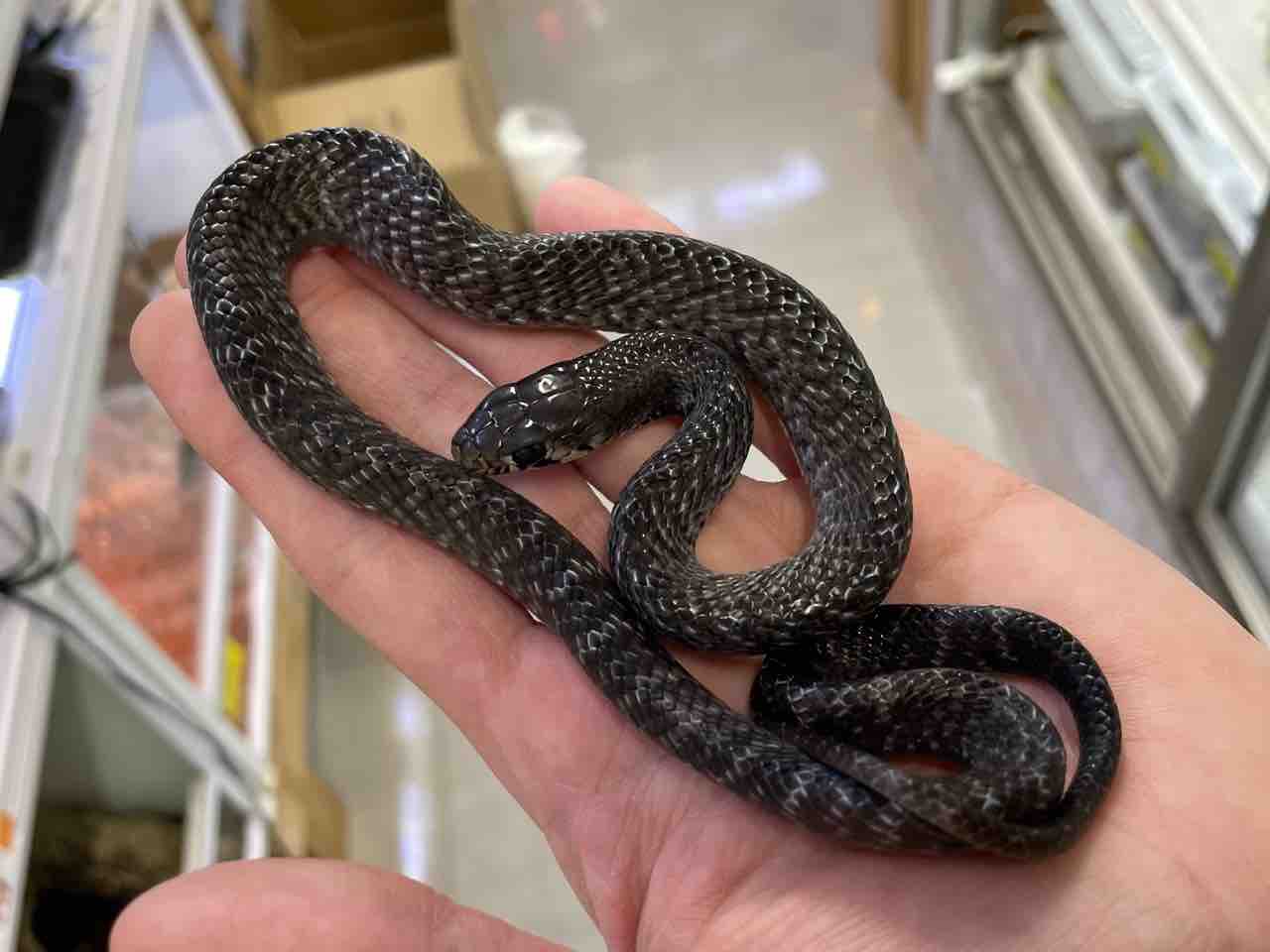 今週の2階新入荷 ヘビ、トカゲ : 爬虫類倶楽部