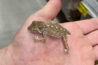 FullSizeRender