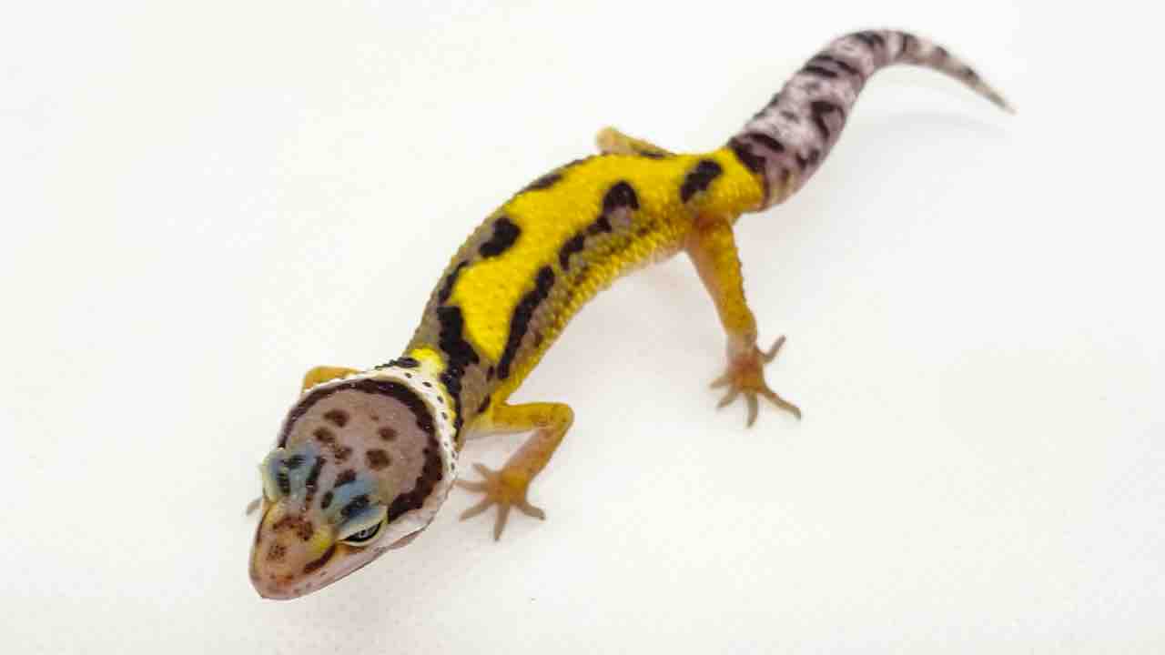 3F どっさりレオパ&ちょこっとニシアフ : 爬虫類倶楽部