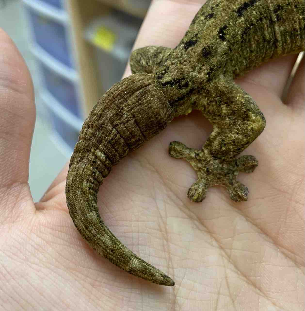2階在庫紹介です 爬虫類倶楽部 2階在庫紹介です 爬虫類倶楽部